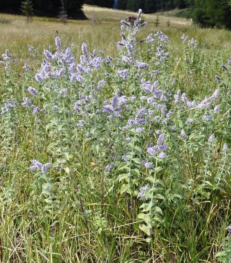 Image of Mentha longifolia specimen.
