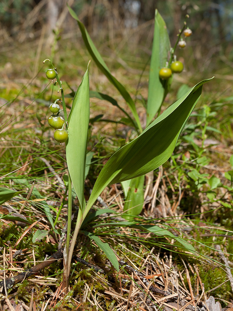 Изображение особи Convallaria majalis.