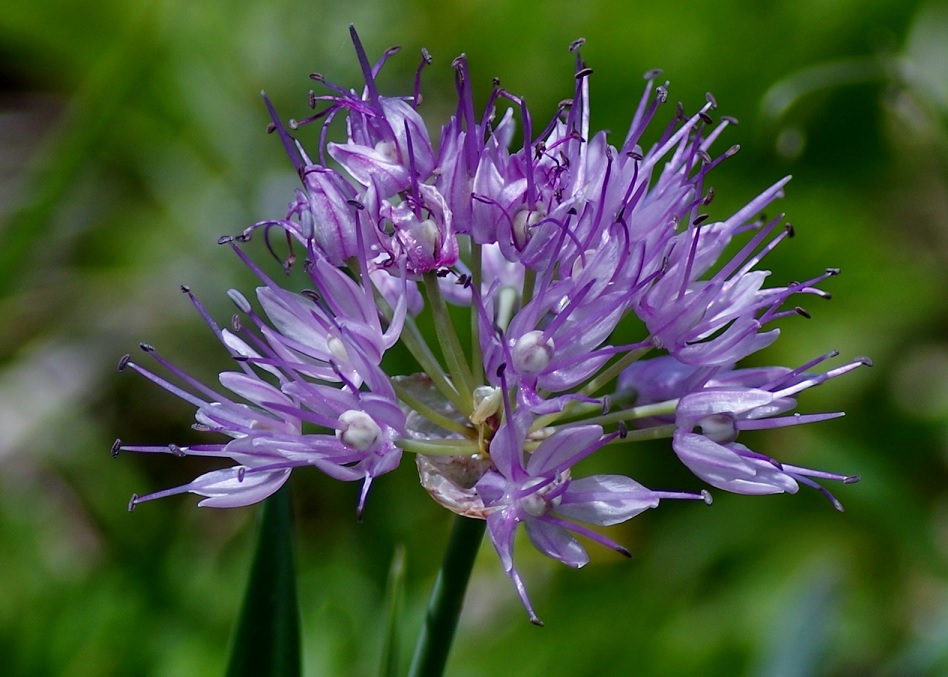 Изображение особи Allium amblyophyllum.