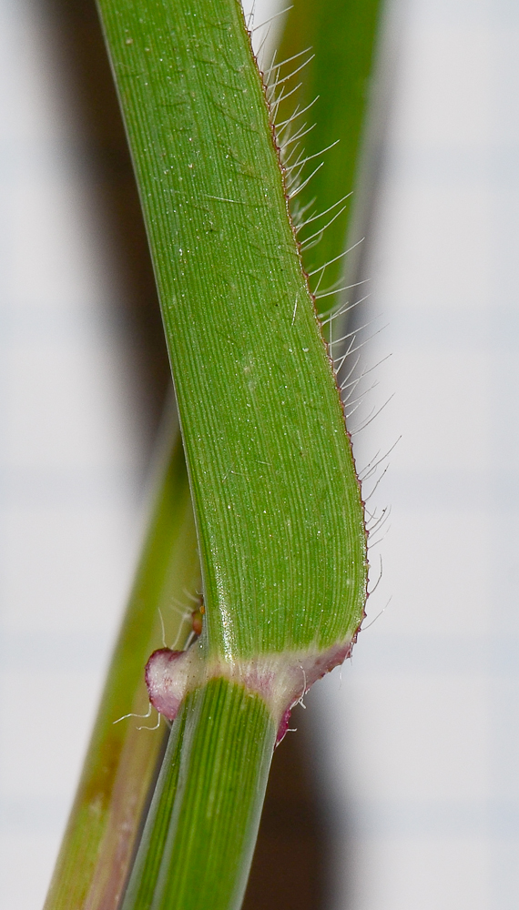 Изображение особи Dactyloctenium aegyptium.