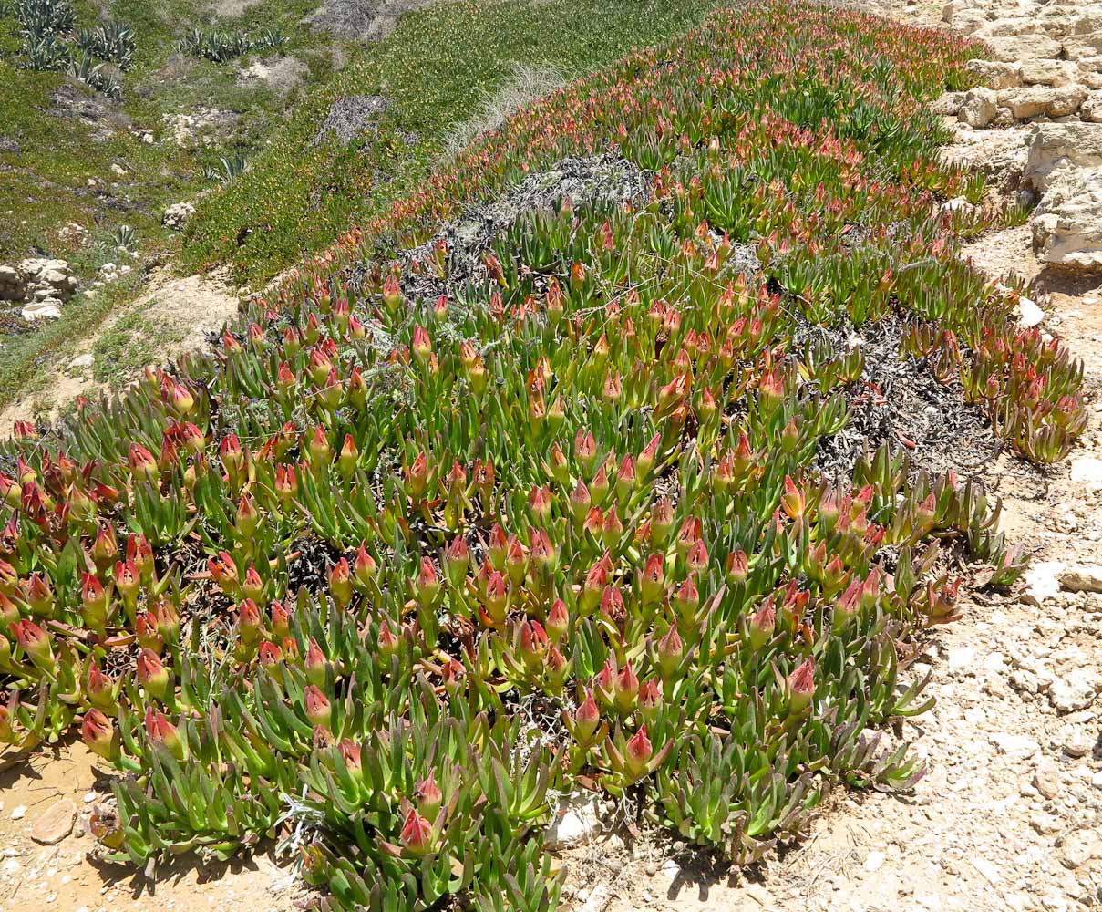 Image of genus Carpobrotus specimen.