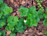 Rubus chamaemorus. Цветущее растение с аномальным 4-членным цветком. Соловецкие острова, остров Большой Соловецкий. 08.07.2014.