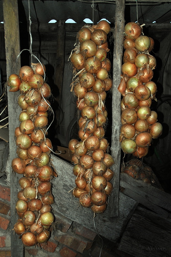 Image of Allium cepa specimen.