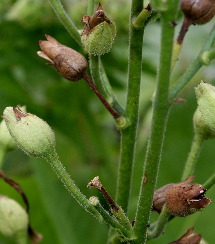 Изображение особи Nicotiana sylvestris.