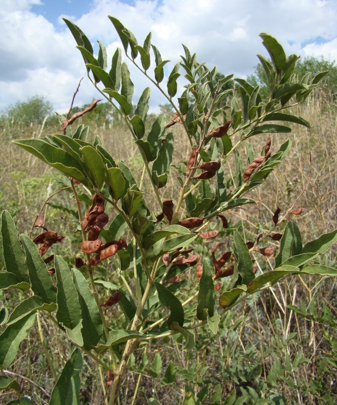 Изображение особи Glycyrrhiza glabra.