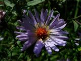 Symphyotrichum novi-belgii