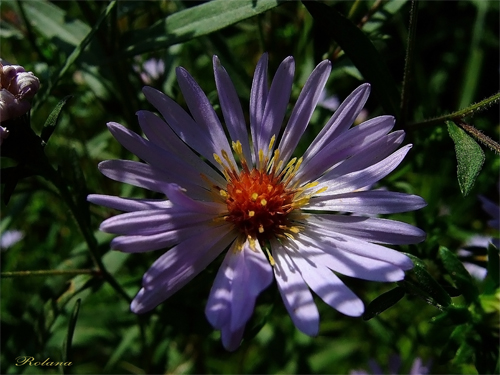 Изображение особи Symphyotrichum novi-belgii.