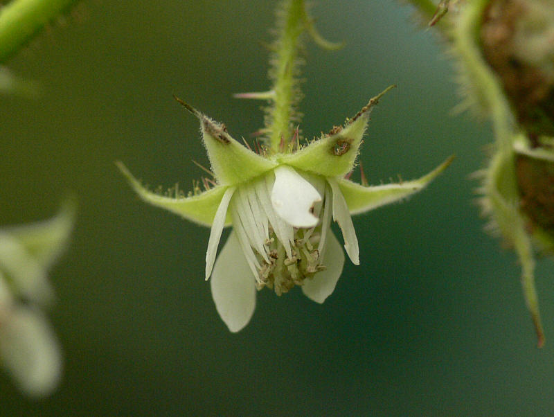 Image of Rubus komarovii specimen.