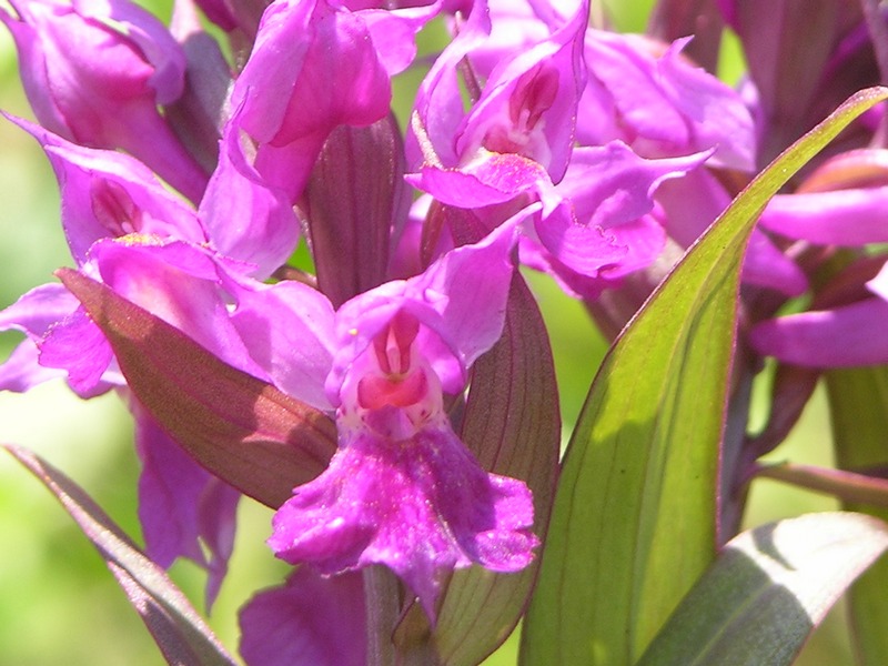 Image of Dactylorhiza aristata specimen.