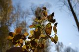 Hypericum maculatum