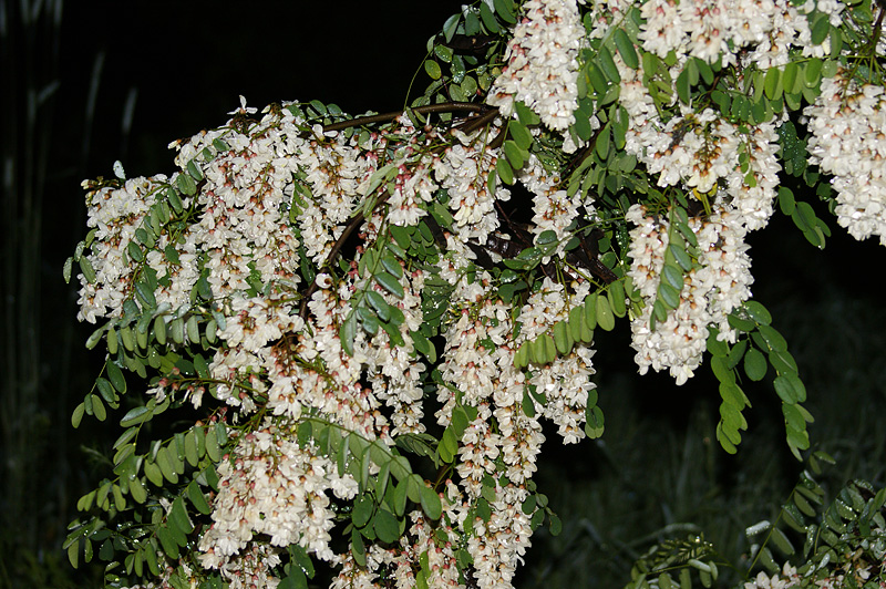 Изображение особи Robinia pseudoacacia.