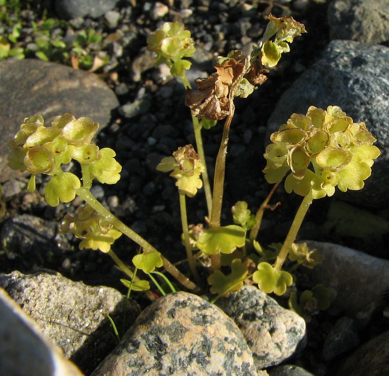 Image of Chrysosplenium tetrandrum specimen.