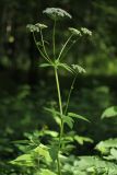 Aegopodium podagraria. Верхушка цветущего растения. Санкт-Петербург, Старый Петергоф, парк \"Сергиевка\". 11.07.2009.