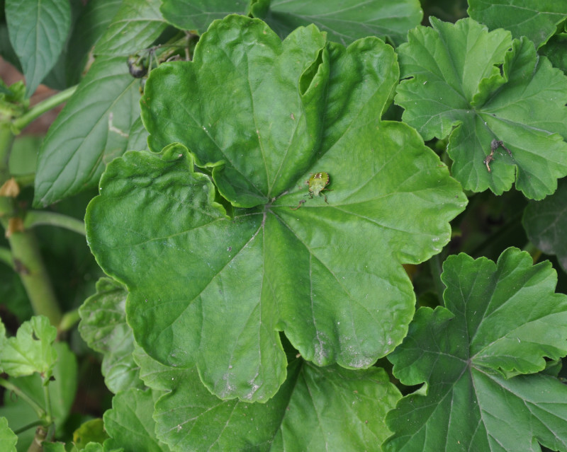 Изображение особи Pelargonium hortorum.