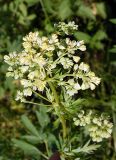 Thalictrum flavum