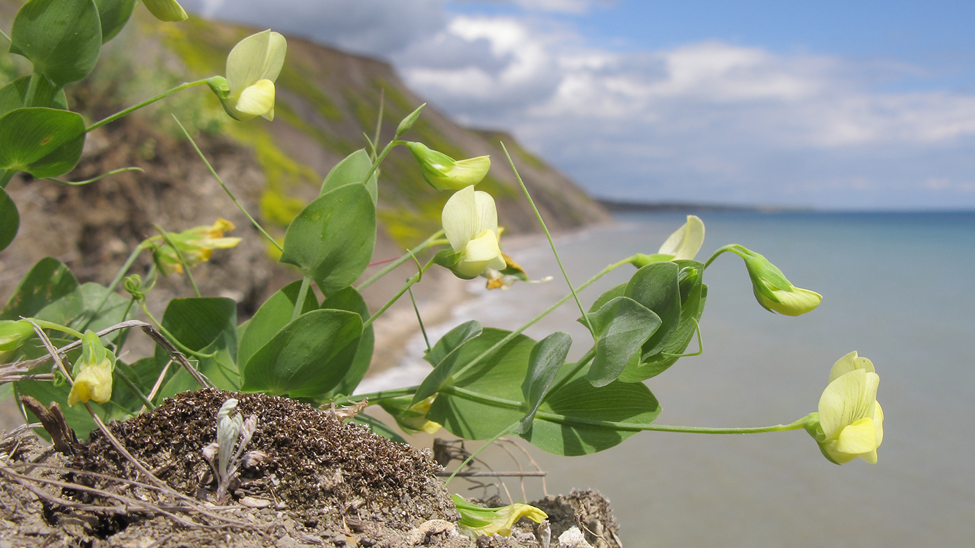 Изображение особи Lathyrus aphaca.