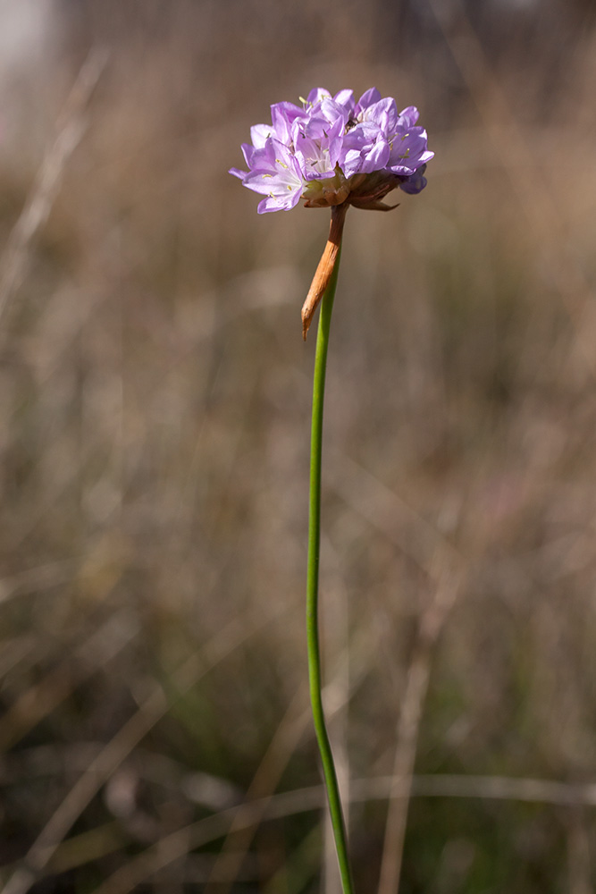 Изображение особи Armeria alpina.
