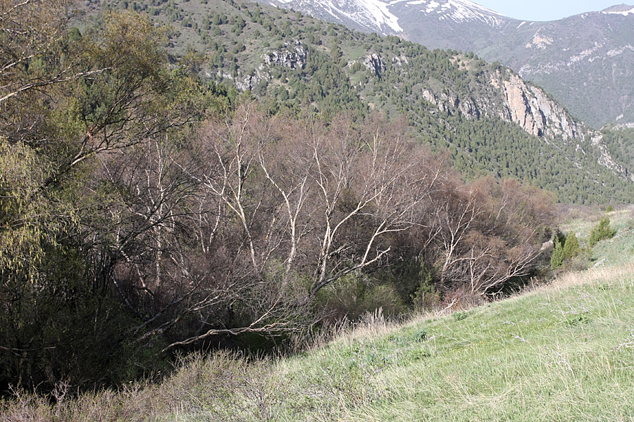 Image of Betula tianschanica specimen.