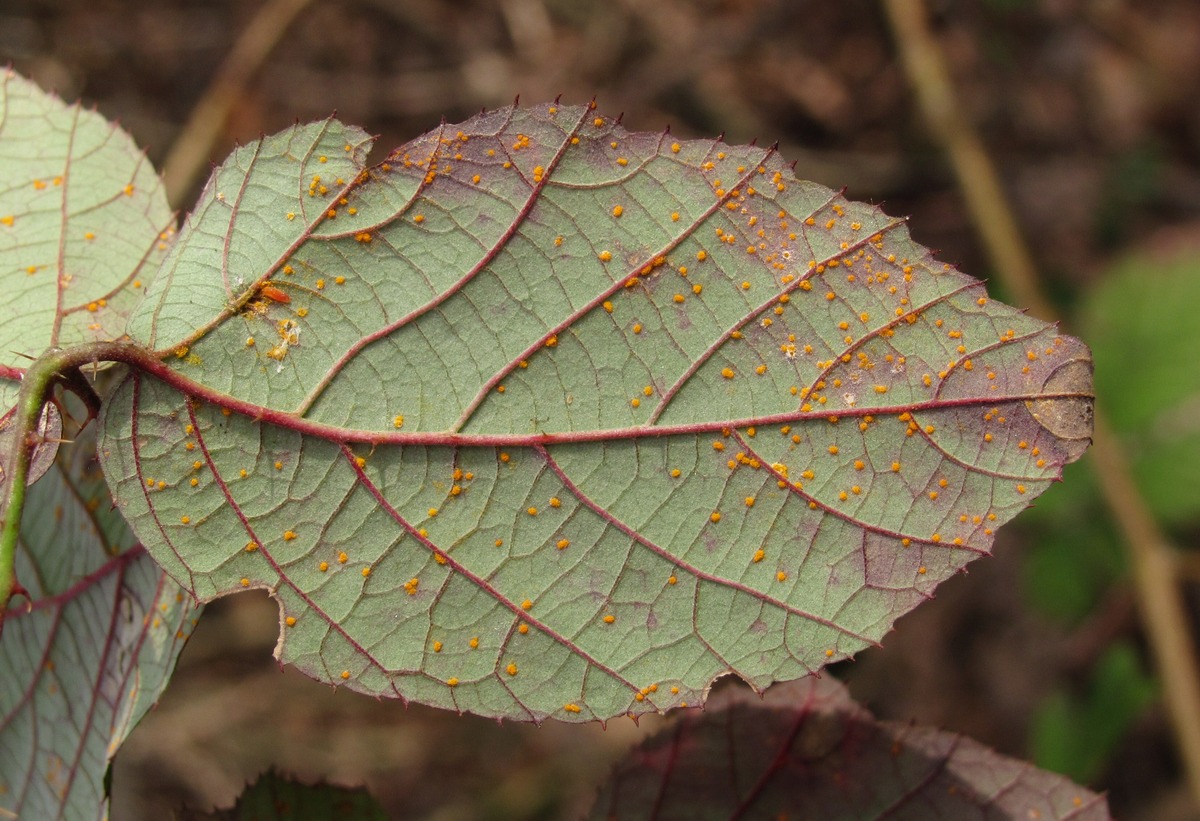 Изображение особи Rubus sanctus.
