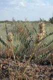 Astragalus vulpinus