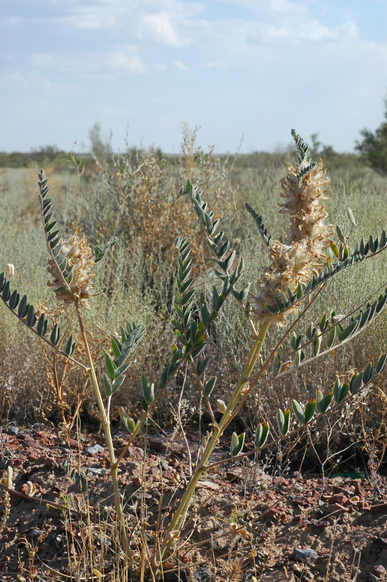 Image of Astragalus vulpinus specimen.