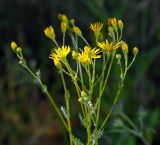 Senecio jacobaea. Верхушка растения с раскрывшимися и нераскрывшимися соцветиями (вид сбоку). Владимирская обл., Ковровский р-н, окр. дер. Митино, лесная вырубка 04.07.2015.