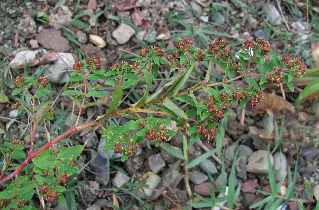 Image of Euphorbia nutans specimen.