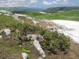 Rhododendron caucasicum. Зацветающее растение рядом со снежником. Адыгея, Кавказский биосферный заповедник, хр. Каменное Море, ≈ 2000 м н.у.м., субальпийский луг. 13.06.2015.