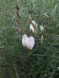 Astragalus pseudotataricus