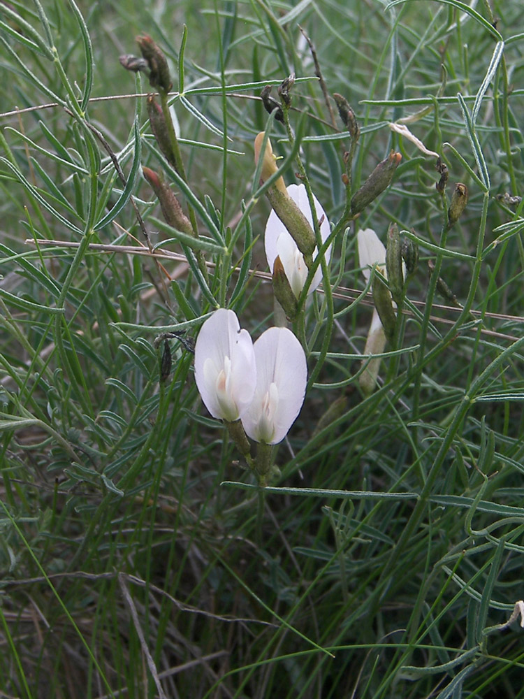 Изображение особи Astragalus pseudotataricus.