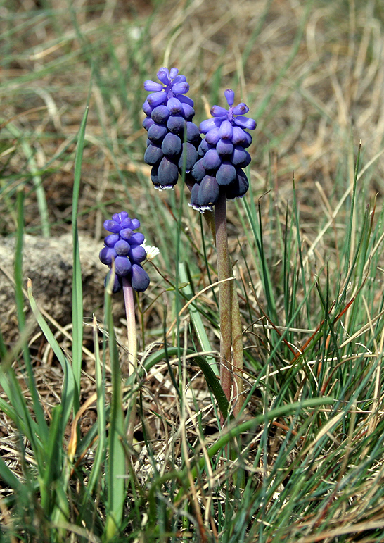 Image of Muscari neglectum specimen.