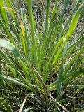 Allium senescens