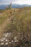 Cirsium euxinum
