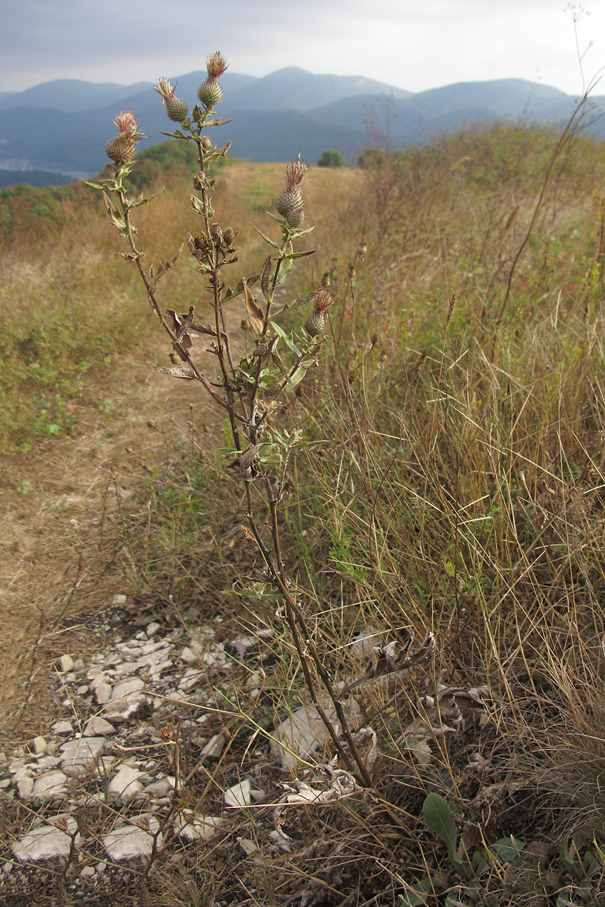 Изображение особи Cirsium euxinum.