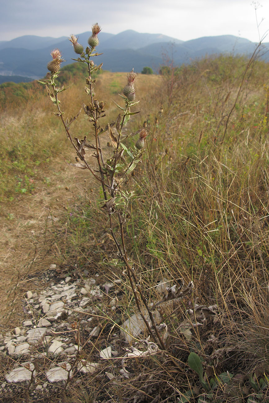 Image of Cirsium euxinum specimen.