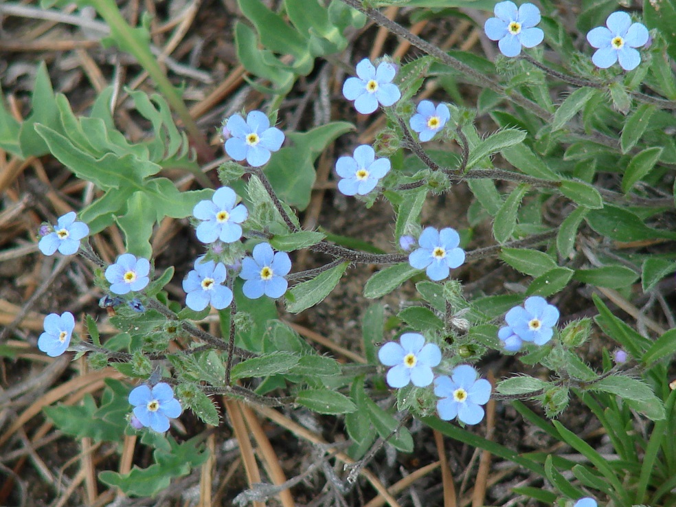 Изображение особи Amblynotus rupestris.