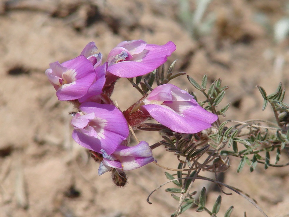 Image of Astragalus angarensis specimen.