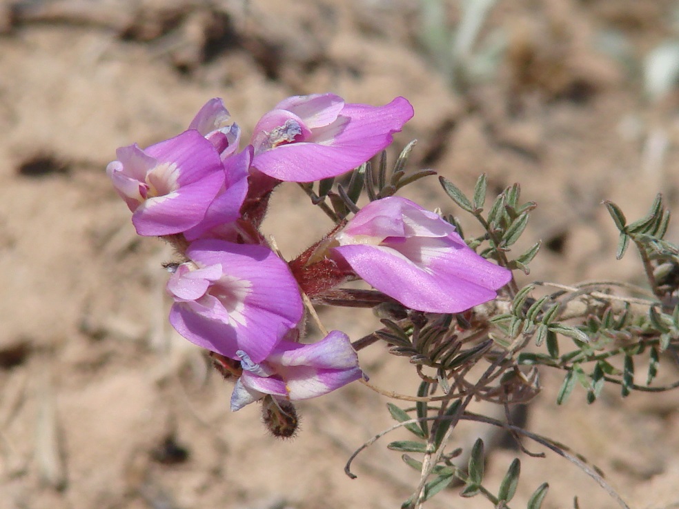 Изображение особи Astragalus angarensis.