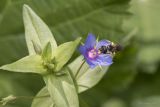 Anagallis arvensis