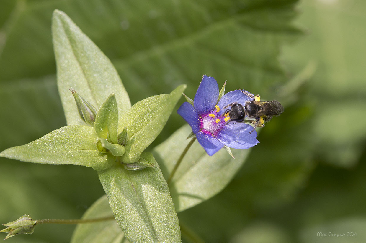 Изображение особи Anagallis arvensis.