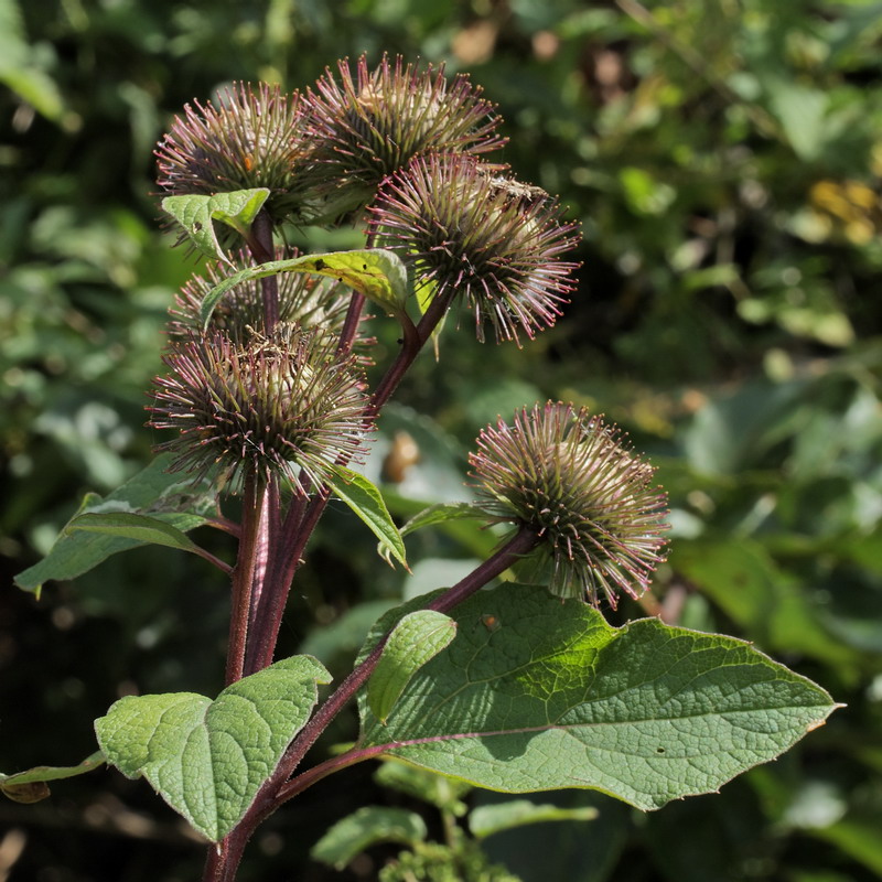 Изображение особи Arctium lappa.