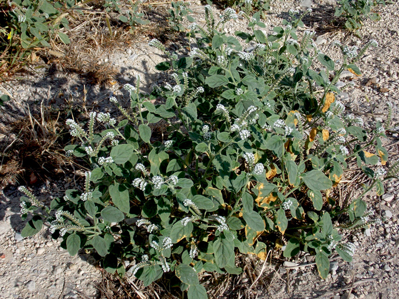Image of Heliotropium ellipticum specimen.