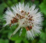 Sonchus asper. Соплодие. Татарстан, г. Бавлы, огород. 17.07.2015.