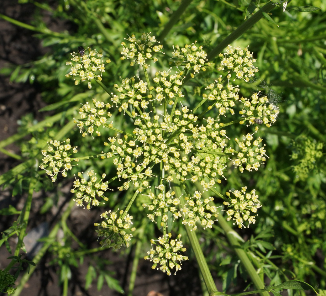 Изображение особи Petroselinum crispum.