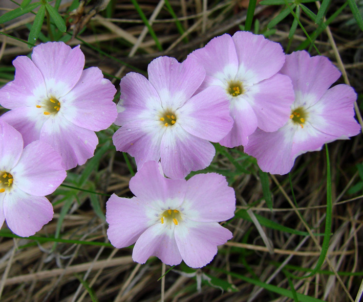 Изображение особи Phlox sibirica.