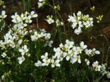 Cardamine prorepens. Соцветия. Иркутская обл., Иркутский р-н, окр. дер. Поливаниха, берег р. Ушаковка. 01.06.2015.