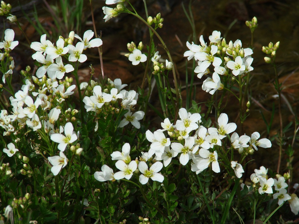 Изображение особи Cardamine prorepens.