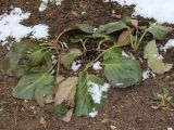 Bergenia crassifolia