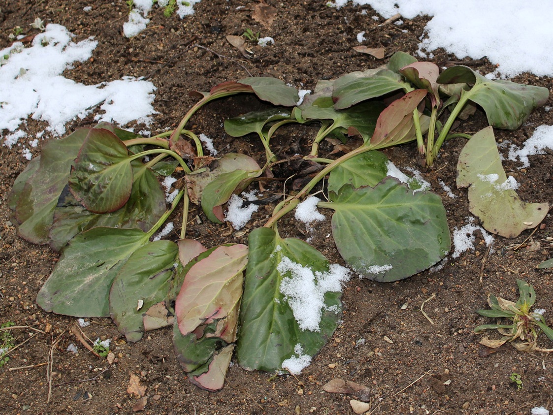 Image of Bergenia crassifolia specimen.