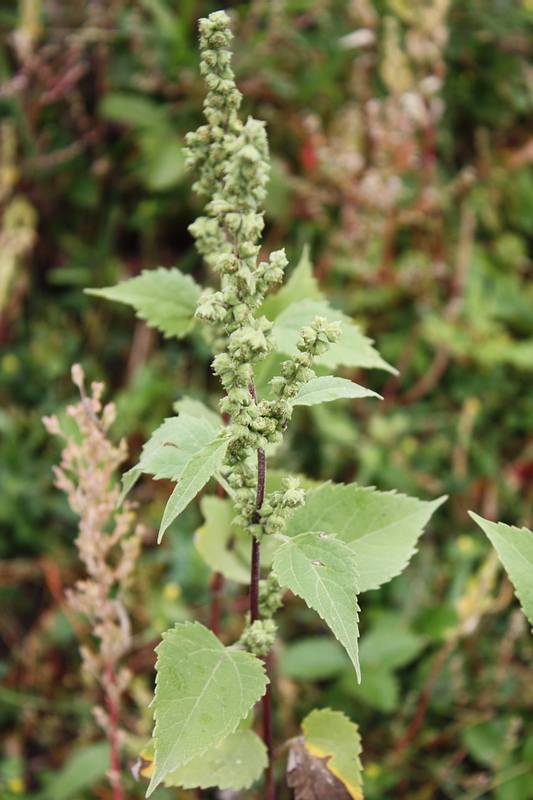 Image of Cyclachaena xanthiifolia specimen.